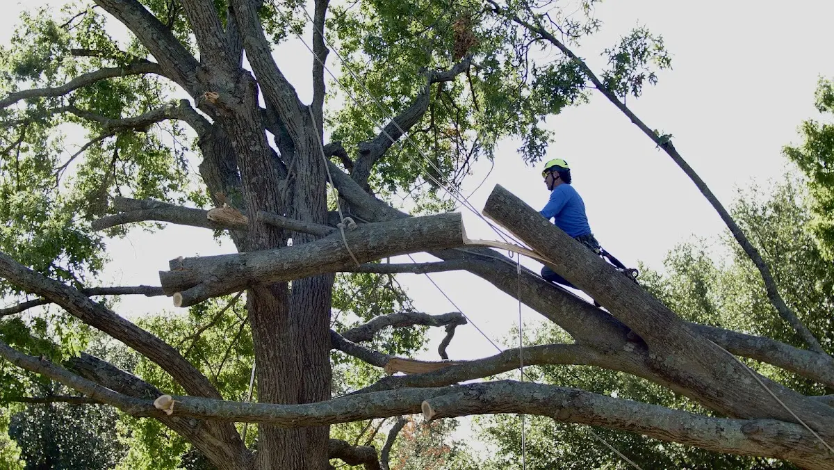 Professional Crown Thinning performed by certified arborists in Willard